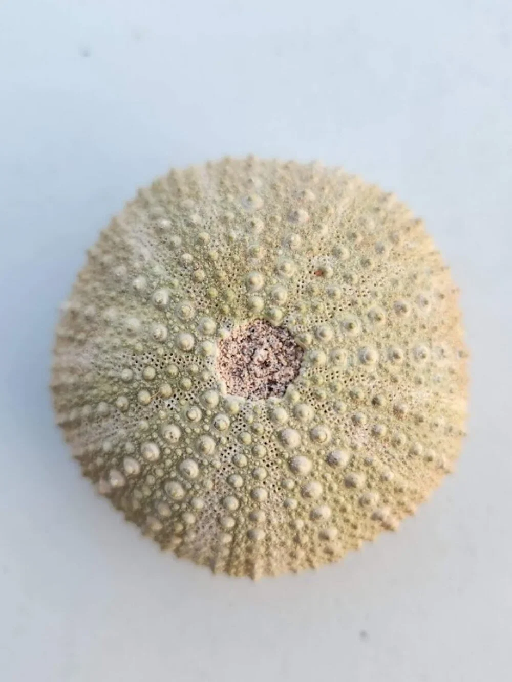 Whole Sea Urchin Fossil Shell Gems and Minerals Rocks Fossils Decor Nautical Nic